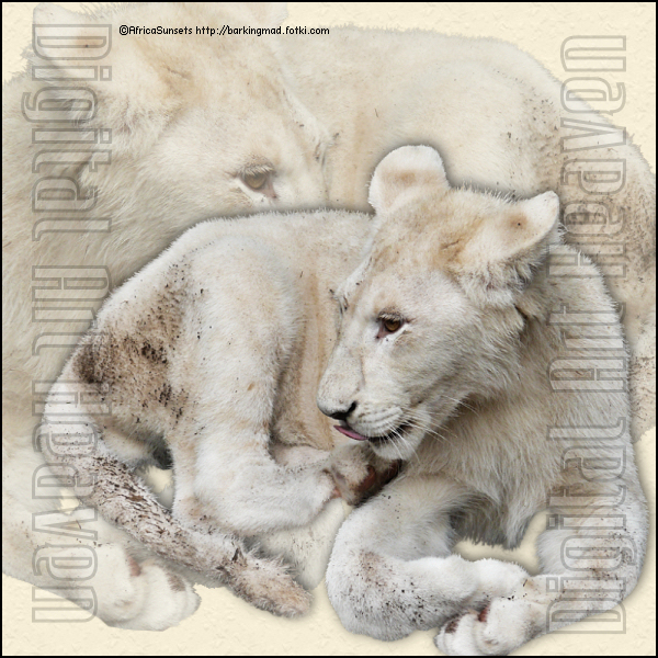 AfricaSunsets-AS white lion cub 2